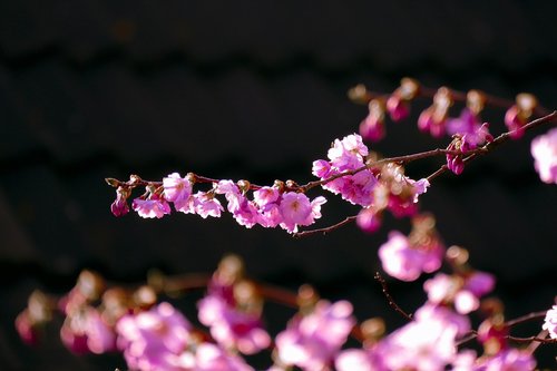 blossom  cherry  spring