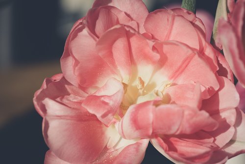 blossom  bloom  petals