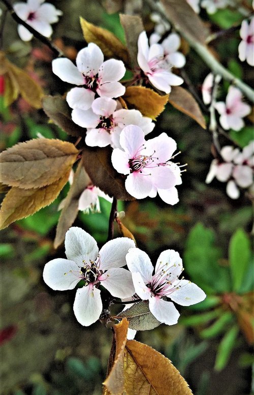 blossom  ornamental cherry  spring