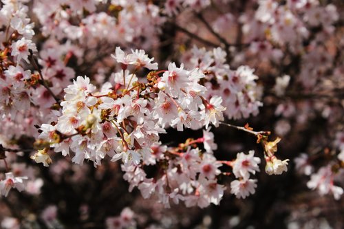blossom  tree  flower blossoms