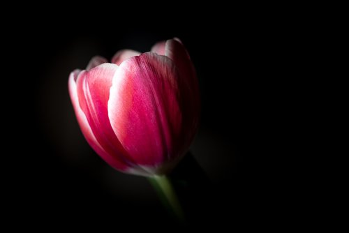 blossom  bloom  tulip