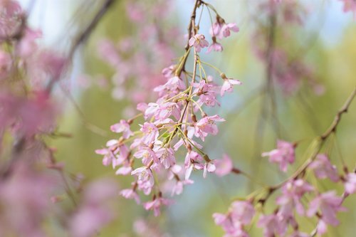blossom  spring  flowers