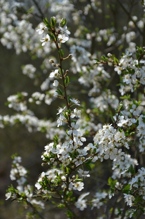 blossom  bloom  spring