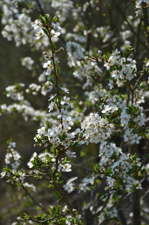 blossom  bloom  spring