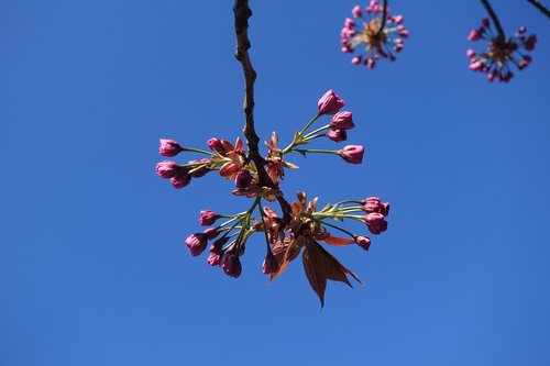 blossom  blue sky  spring