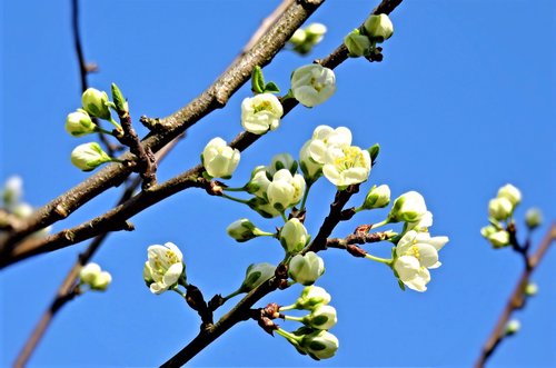 blossom  plum tree  fruit tree