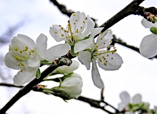 blossom  plum tree  fruit tree