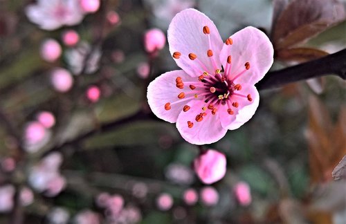 blossom  ornamental cherry  spring