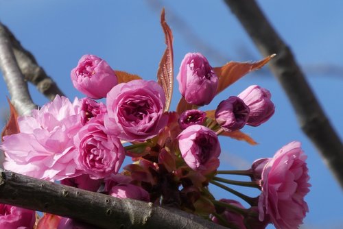 blossom  ornamental cherry  bloom