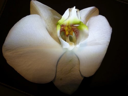 blossom  bloom  orchid