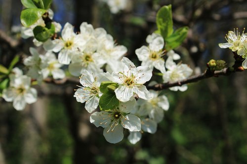 blossom  plum blossom  branch