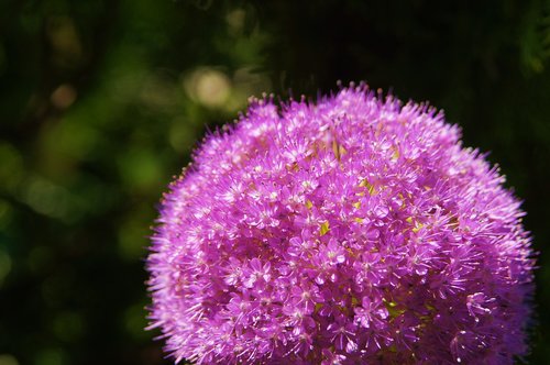 blossom  bloom  garden