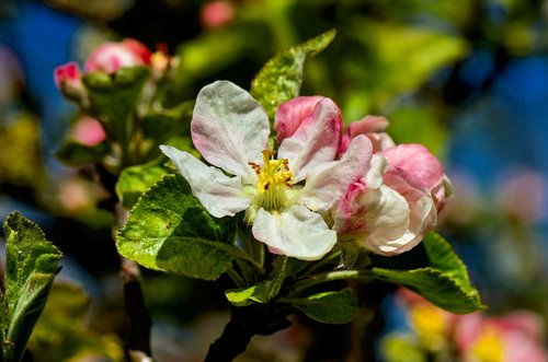 blossom  bloom  spring