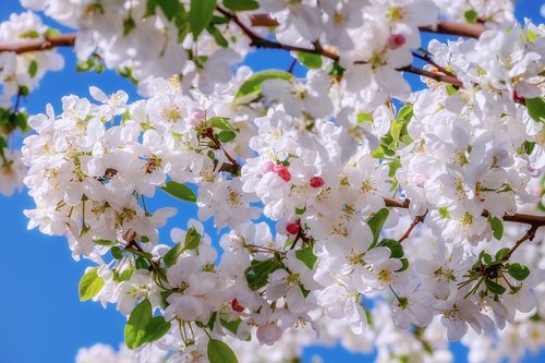 blossom  embellishment  branch