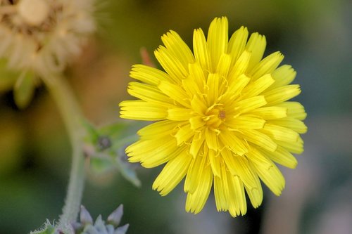 blossom  bloom  dandelion