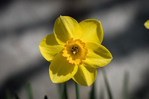 blossom  bloom  narcissus