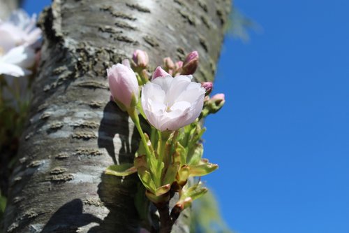 blossom  bloom  tree
