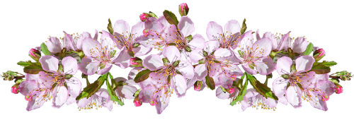 blossom  flowers  arrangement