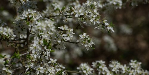 blossom  bloom  white