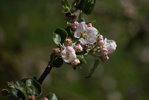 blossom  bloom  white