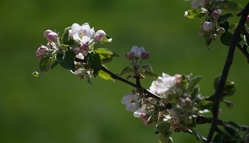 blossom  bloom  white