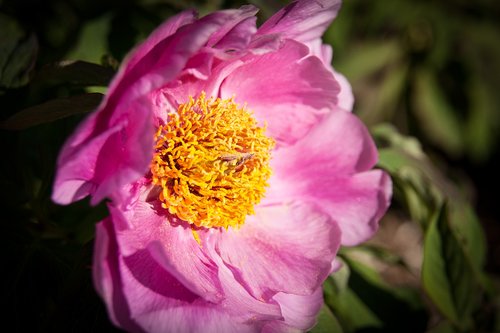 blossom  bloom  close up