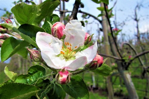 blossom  apple blossom  pink