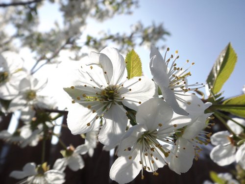 blossom  tree  white