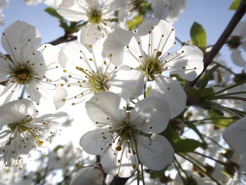 blossom  tree  white