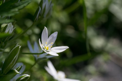 blossom  bloom  white