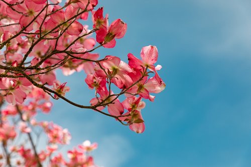 blossom  pink  garden