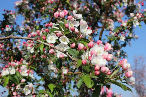 blossom  bloom  spring