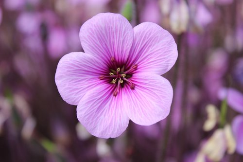 blossom  bloom  nature