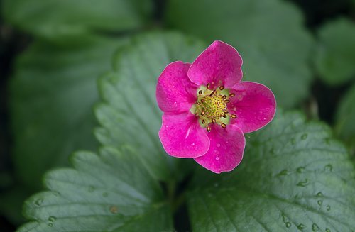 blossom  bloom  fruit