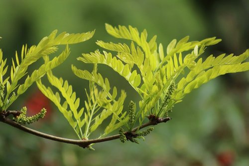 blossom  bud  honey locust