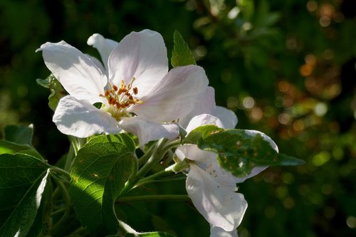 blossom  bloom  white