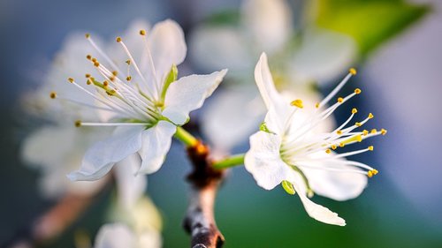 blossom  bloom  fruit tree