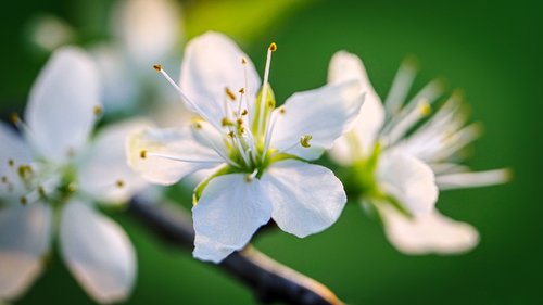 blossom  bloom  fruit tree