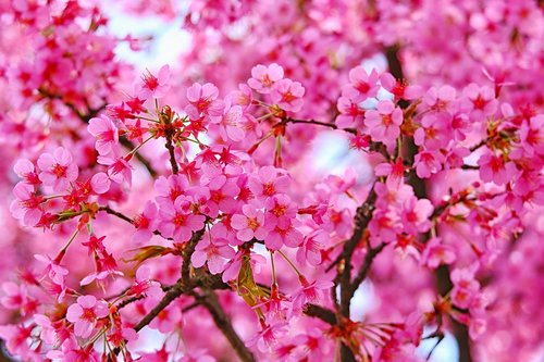 blossom  plum  pink