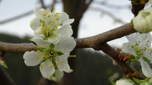 blossom  spring  tree