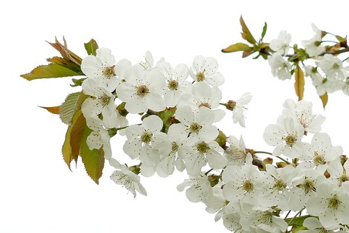 blossom  flower  white