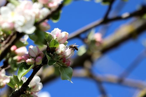 blossom  bee  insect