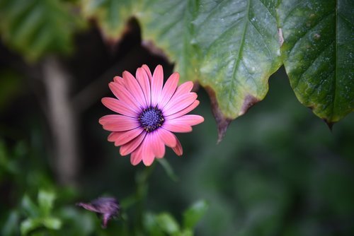 blossom  bloom  pink