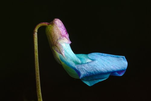 blossom  bloom  spring pea