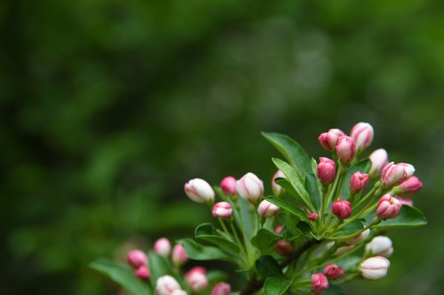 blossom  flower  pink