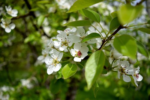 blossom  flower  fruit