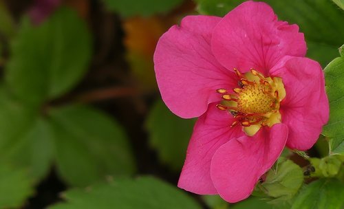 blossom  bloom  strawberry