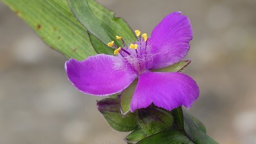 blossom  bloom  violet