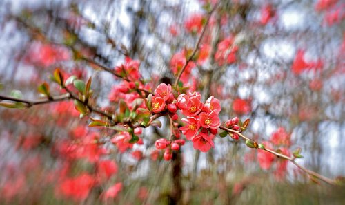 blossom  apple blossom  pink