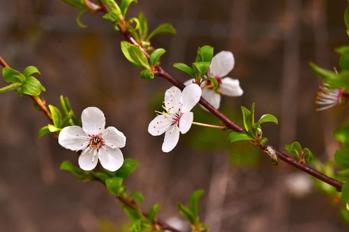 blossom  white  flower